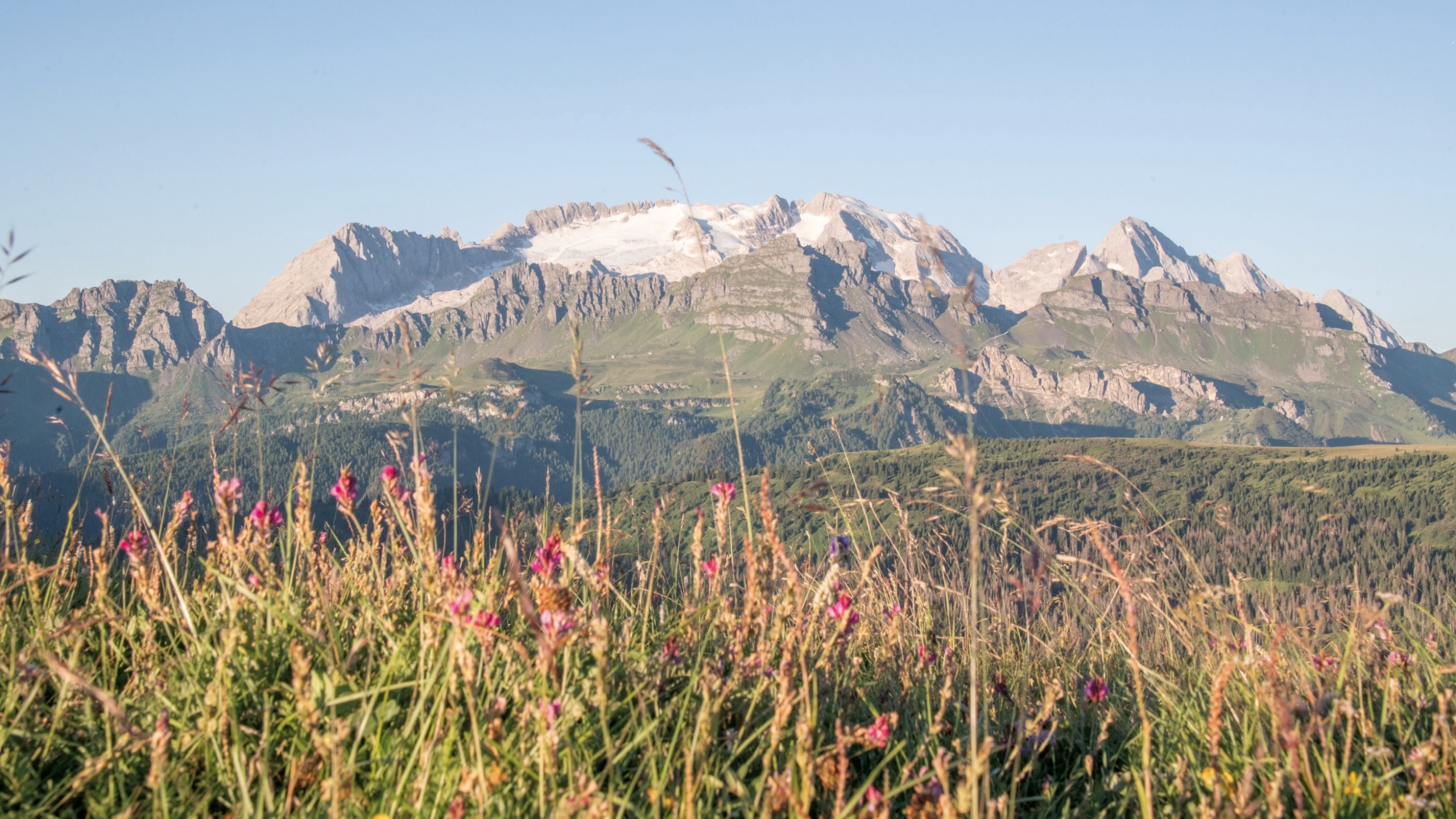 Bergwiese mit vielen duftenden Blumen, im Hintergrund die Bergfront unter blauem Himmel.