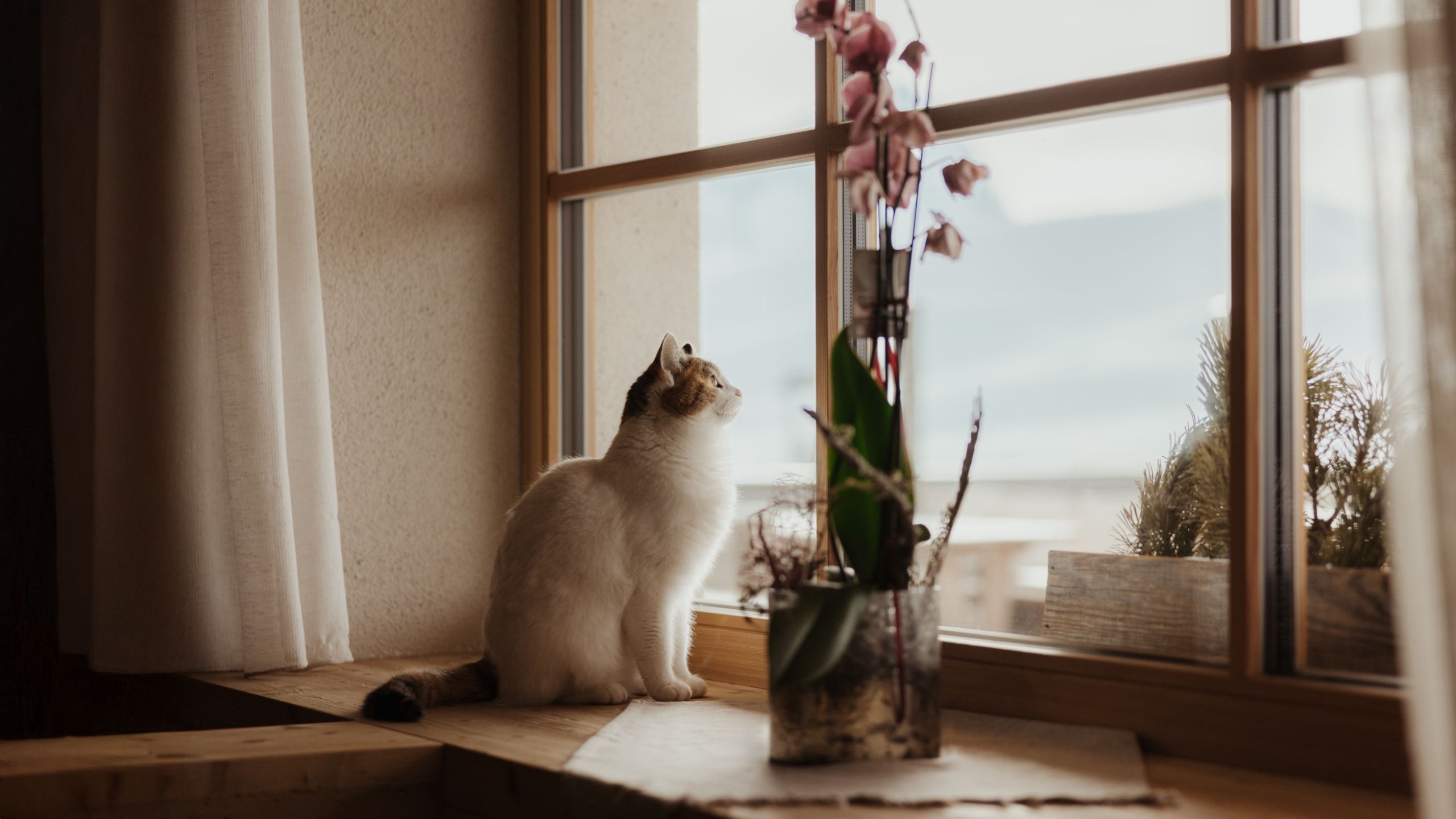 Un gatto è seduto sul davanzale in legno di una finestra e guarda incuriosito verso l'alto.