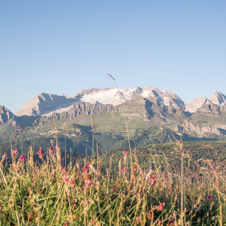 An alpine meadow full of flowers with a mountain face and clear sky in the background.